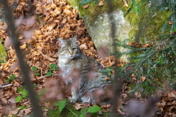 European wildcat (Felis silvestris silvestris) sitting in a forest in autumn, Bavaria, Germany