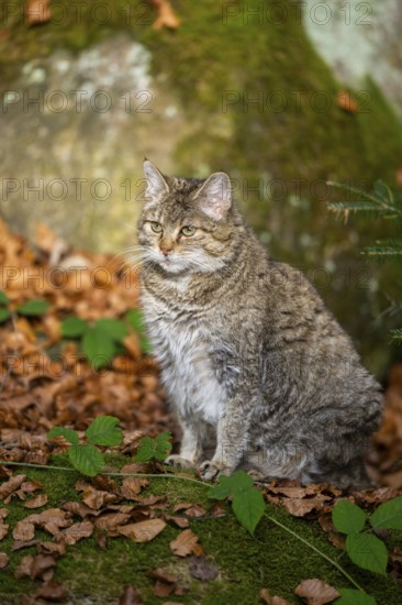 European wildcat (Felis silvestris silvestris) sitting in a forest in autumn, Bavaria, Germany
