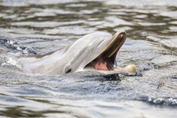 Common bottlenose dolphin (Tursiops truncatus), animal portrait, captive, Germany