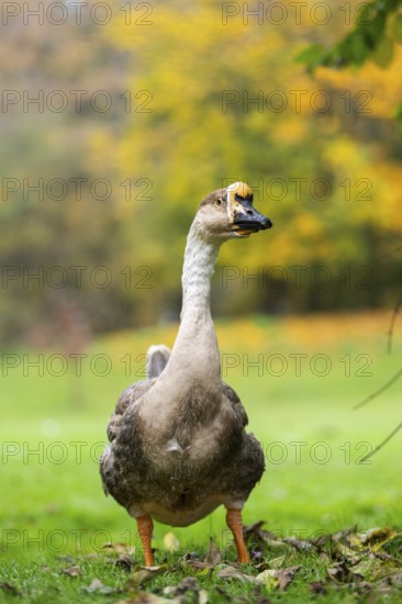 Domestic goose / swan goose (Anser cygnoides) standing on a meadow, Bavaria, Germany