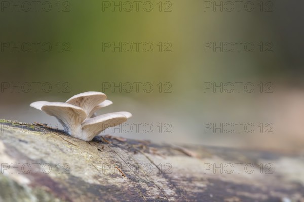 Oyster mushroom (Pleurotus ostreatus) growing an a European beech (Fagus sylvatica) tree trunk in a forest in autumn, Bavaria, Germany