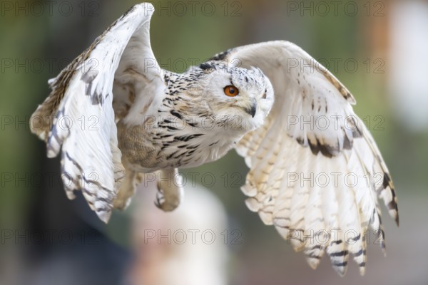 Siberian eagle-owl (Bubo bubo sibiricus) flying, autumn, Bavaria, Germany