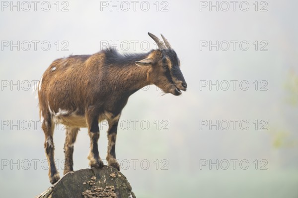 Domestic goat (Capra hircus) standing on a wood in autumn, Bavaria, Germany