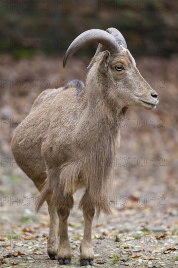 Barbary sheep (Ammotragus lervia) ram standing on the ground, Bavaria, Germany