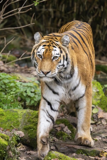 Siberian tiger or Amur tiger (Panthera tigris altaica) walking on the ground in autumn, captive, Germany