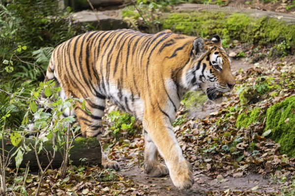 Siberian tiger or Amur tiger (Panthera tigris altaica) walking on the ground in autumn, captive, Germany