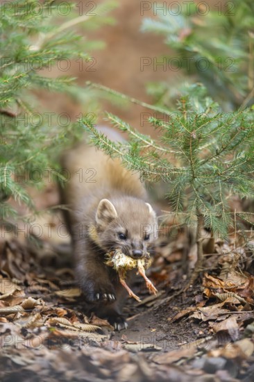 European pine marten (Martes martes) in a forest in autumn, Bavaria, Germany