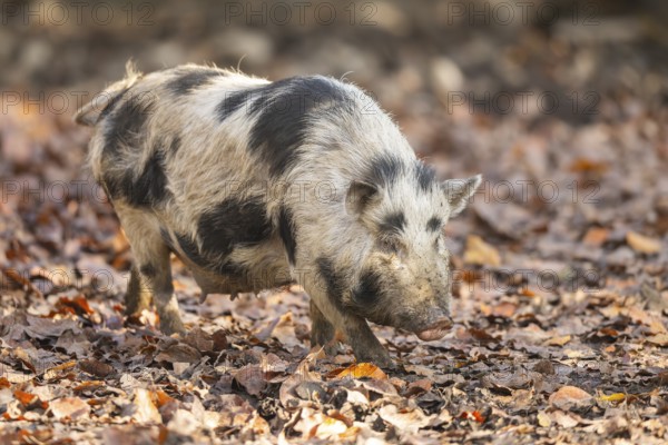 Vietnamese Pot-bellied pig in autumn, Bavaria, Germany