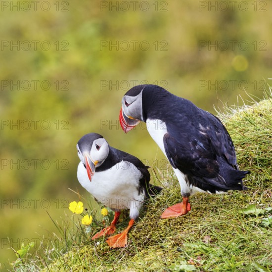 Two puffins (Fratercula arctica) on a grassy bird cliff, Cape Dyrhólaey in summer, Dyrholaey, Vík í Mýrdal, Vik i Myrdal, Suðurland, Sudurland, Iceland