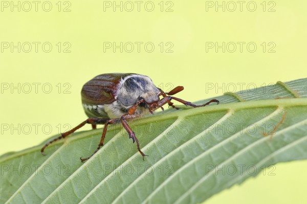 May beetle, wood cockchafer (Melolontha hippocastani), male, on leaf of a horse chestnut (Aesculus hippocastanum), close-up, Wilnsdorf, North Rhine-Westphalia, Germany
