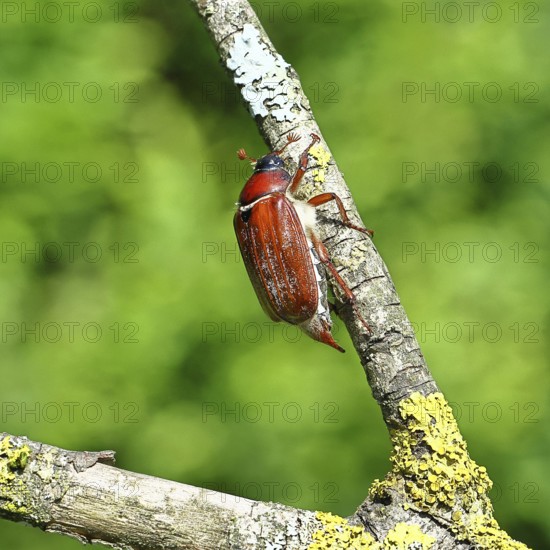 May beetle, wood cockchafer (Melolontha hippocastani), female, on a branch covered with lichen, close-up, Wilnsdorf, North Rhine-Westphalia, Germany