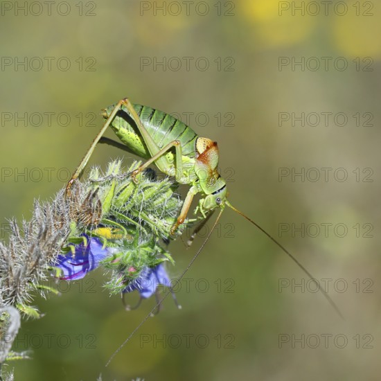Steppe saddle grasshopper, steppe saddle grasshopper (Ephippiger ephippiger), male, on Viper's bugloss (Echium vulgare), with bokeh in the background, leafhoppers, long-fingered grasshoppers, Red List of Germany, specially protected species, critically endangered, Cochem, Moselle, Rhineland-Palatinate, Germany