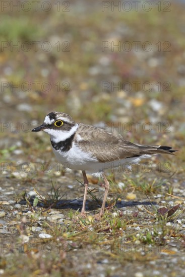 Little Ringed Plover (Charadrius dubius) adult bird standing on a gravel bank at the lakeshore, Wildlife, Lake Neusiedl National Park, Burgenland, Austria