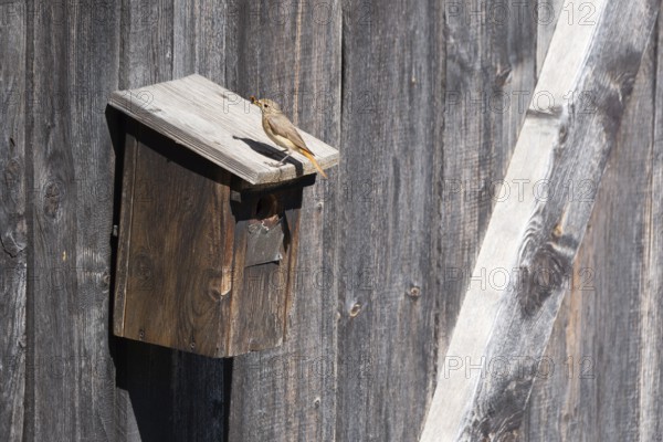 A redstart (Phoenicurus phoenicurus) female sits on a birdhouse and has insects in her beak, animal photo, bird, bird species, nature photo, wildlife, fauna, Morter, Latsch, Italy
