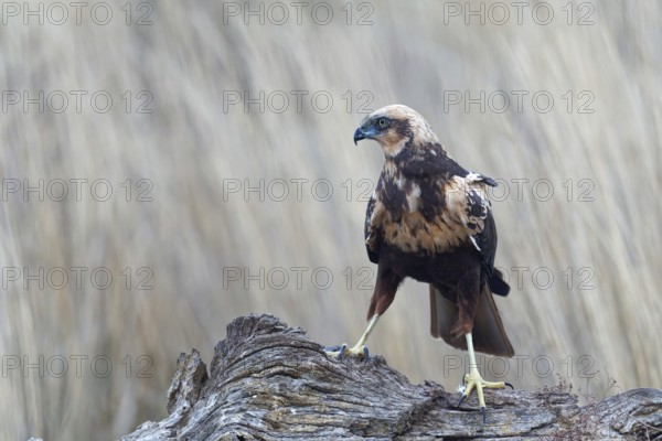 Young female marsh harrier (Circus aeruginosus) on a dry tree trunk, Castilla-La Mancha, Spain