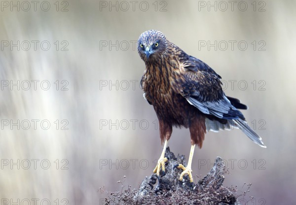 Young male marsh harrier (Circus aeruginosus) on a dead tree stump, Castilla-LaMancha, Spain