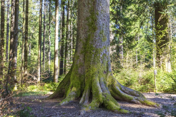 Tree trunk of one of the mighty 300-year-old Schöllkopf firs, stand of large silver firs (Abies alba) near Freudenstadt, northern Black Forest, Baden-Württemberg, Germany