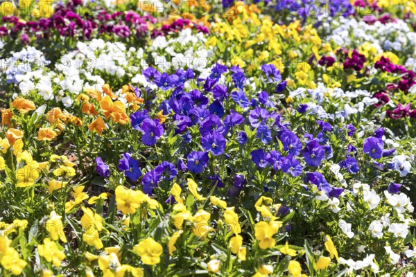 Colourfully planted bed with pansies (viola) in Baiersbronn, Baden-Württemberg, Germany