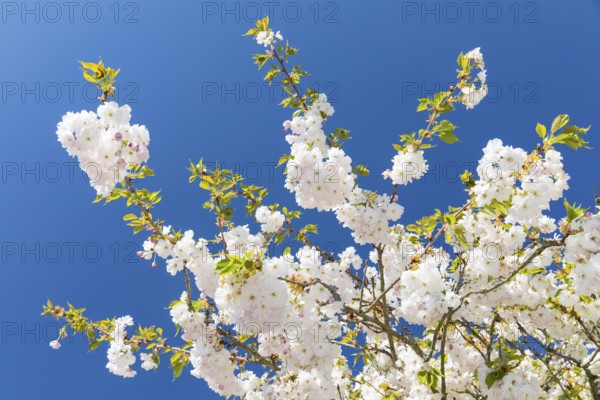 Japanese ornamental cherry (Prunus serrulata) in flower, Germany