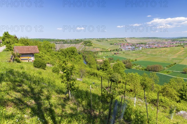 View of Hessigheim with a view over the Neckar loop and vineyards, Besigheim, Baden-Württemberg, Germany