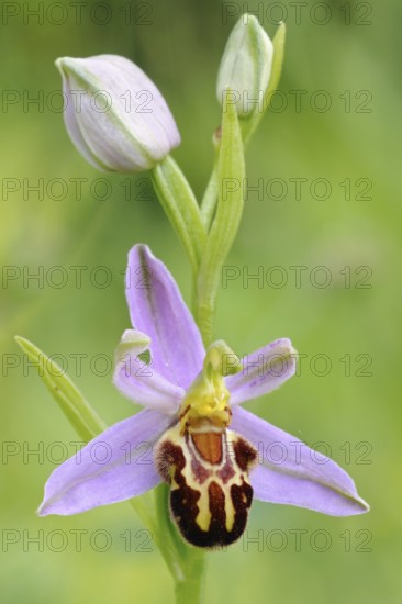 Orchid of the year 1995... Bee orchid (Ophrys apifera), close-up of inflorescence, conspicuous wild orchid, wild flower, height 20 to 50 cm, native nature, Sauerland, North Rhine-Westphalia, Germany, Western Europe