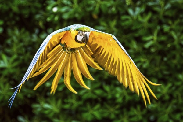 Blue-and-yellow macaw, Ara ararauna, bird in flight