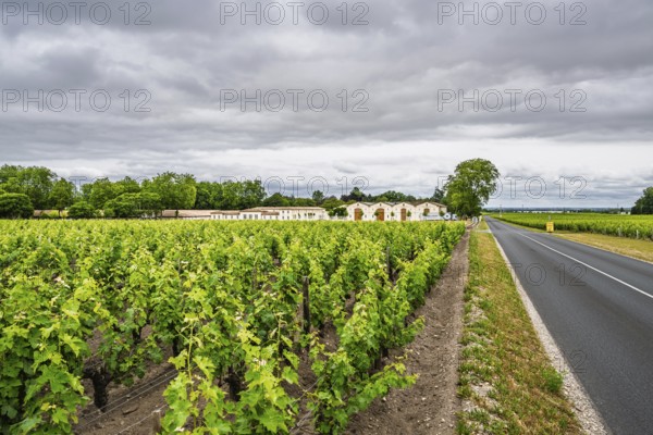 Vineyard of Chateau d'Armailhac Vineyard and grape fields around Pauillac and Gironde Estuary, Bordeaux, Gironde, Nouvelle-Aquitaine, France