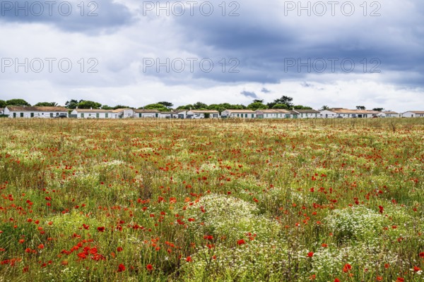 Flower wild meadow from a drone