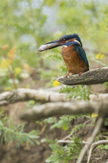 In the habitat... Kingfisher (Alcedo atthis), adult bird sitting with fish in its beak in natural surroundings on the bank wall, embankment of a watercourse, native nature, Lower Rhine, Rhineland, North Rhine-Westphalia, Germany, Western Europe