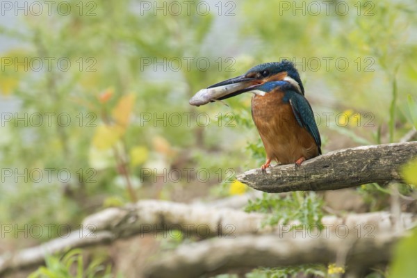 In the habitat... Kingfisher (Alcedo atthis), adult bird sitting with fish in its beak in natural surroundings on the bank wall, embankment of a watercourse, native nature, Lower Rhine, Rhineland, North Rhine-Westphalia, Germany, Western Europe