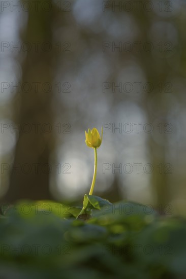 Nature photograph of lesser celandine (Ficaria verna) in spring, nature photo, flora, plant, flower, Schwarmstedt, Heidekreis, Lower Saxony, Germany