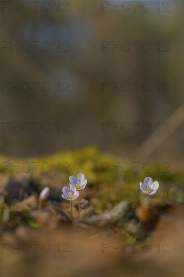 Nature photograph of wood sorrel (Oxalis acetosella) in spring, nature photo, flora, plant, flower, Klein Varlingen, Wendenborstel, Steimbke, district of Nienburg Weser