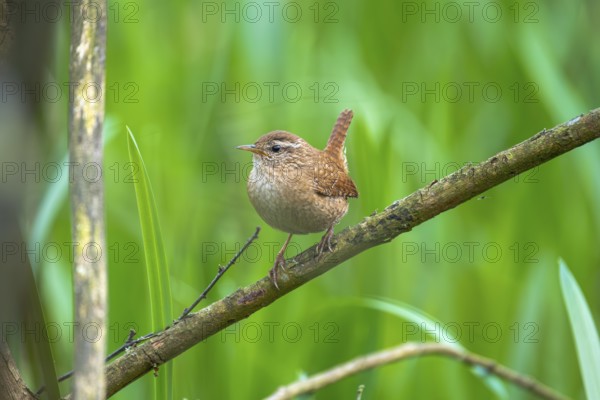 A wren (Troglodytes troglodytes) sitting on a branch, animal photo, bird, bird species, nature photo, wildlife, fauna, Steinhuder Meer, Mardorf, Neustadt am Rübenberge, Hanover Region, Lower Saxony, Germany
