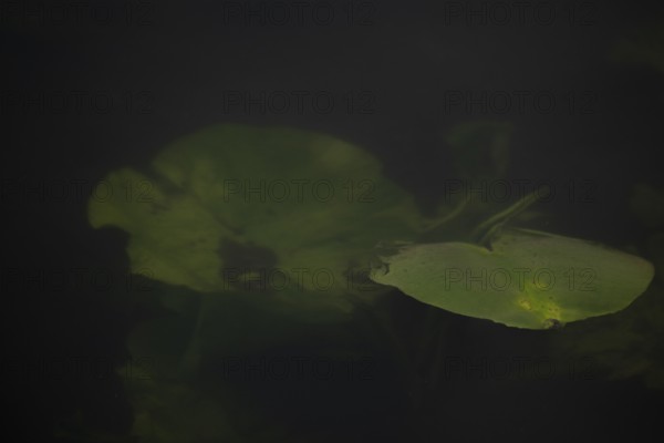 Nature photograph of a leaf of a water lily (Nymphaea) just below the water surface, nature photo, flora, plant, Steinhuder Meer, Mardorf, Neustadt am Rübenberge, Hanover Region, Lower Saxony, Germany