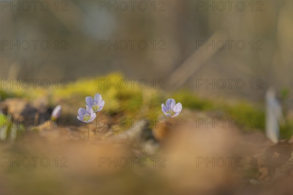 Nature photograph of wood sorrel (Oxalis acetosella) in spring, nature photo, flora, plant, flower, Klein Varlingen, Wendenborstel, Steimbke, district of Nienburg Weser