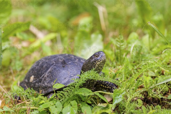 A European pond turtle (Emys orbicularis), makes its way through the green meadow next to the pond