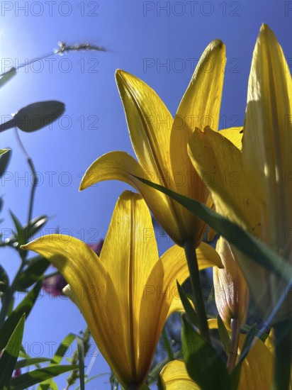 Yellow lily (Lilium cultorum) in front of a blue sky, photographed from a frog's perspective