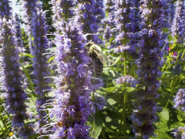 Honey bee (Apis) sitting on scented nettle, aniseed scented nettle, aniseed hyssop, aniseed giant hyssop (Agastache foeniculum)