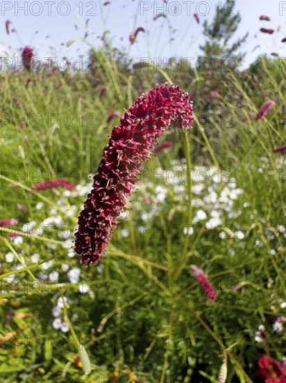 Great burnet (Sanguisorba officinalis)
