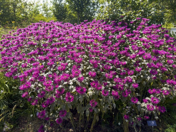 Golden balm, Indian nettle, scarlet monard (Monarda didyma)