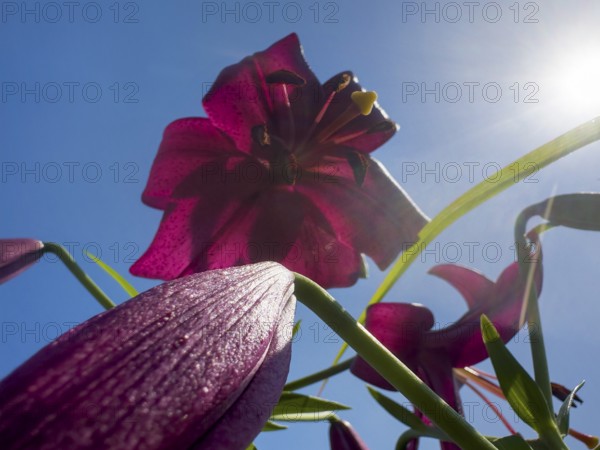Purple lily (Lilium brownii var. viridulum), photographed from the frog's perspective