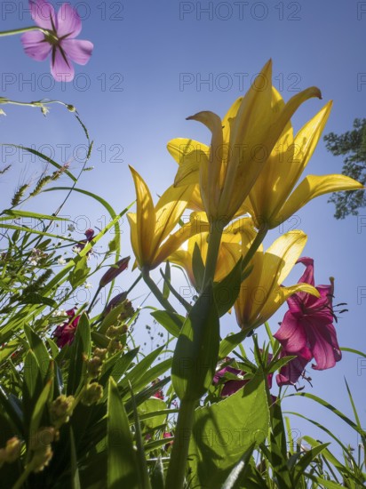 Yellow lily (Lilium cultorum) and purple lily (Lilium brownii var. viridulum), against a blue sky, photographed from a frog's perspective