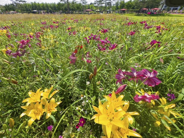 Yellow lily (Lilium cultorum) and purple lily (Lilium brownii var. viridulum)