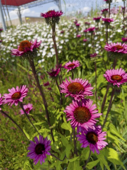 Purple coneflower, red coneflower, purple conehead, purple coneflower (Echinacea purpurea)