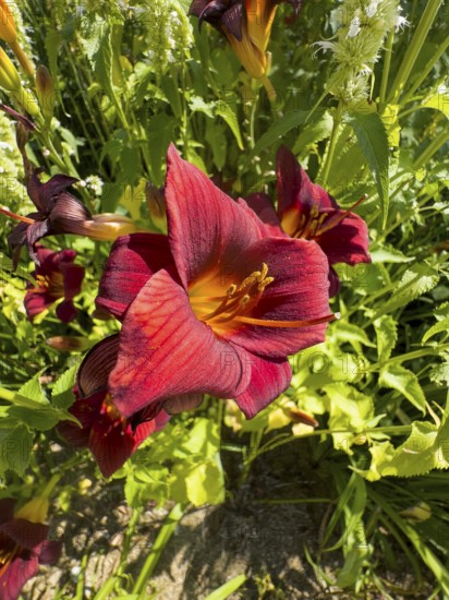Purple lily (Lilium brownii var. viridulum)