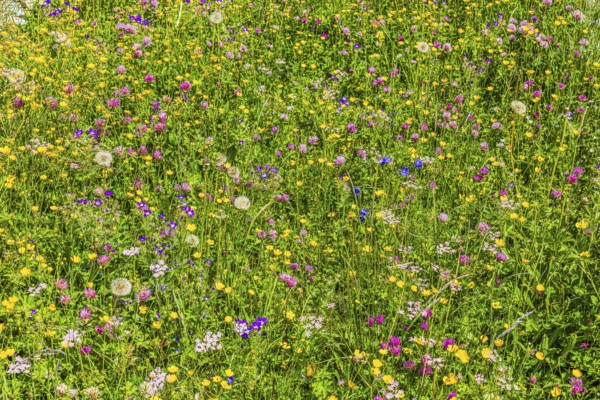 Flower meadow on an alp in the Zinal valley, Val d'Anniviers, Valais Alps, Canton Valais, Switzerland
