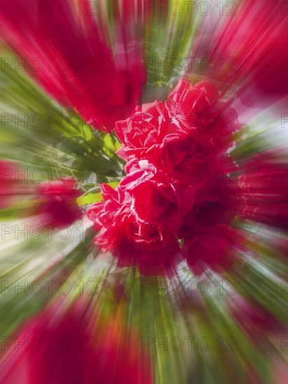 Red roses, hybrid rose (Rosa hybrida), zoom effect