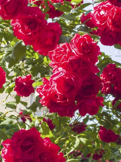 Red roses, hybrid rose (Rosa hybrida)
