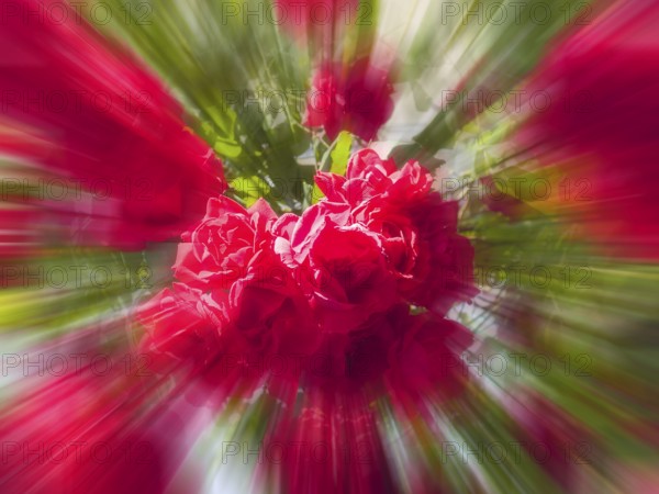 Red roses, hybrid rose (Rosa hybrida), zoom effect