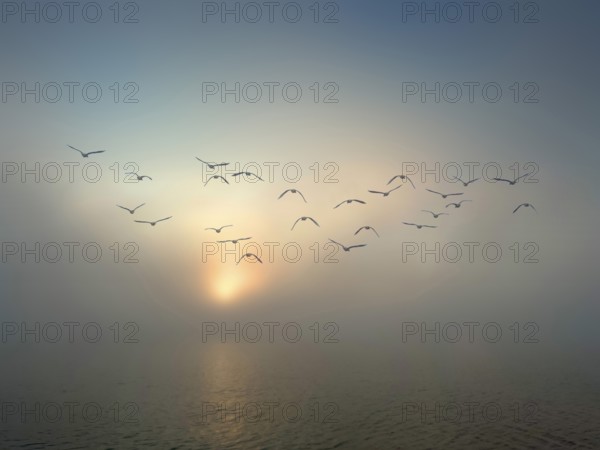 Evening mood on Lake Starnberg in fog, a group of seagulls flies above, Bavaria, Germany
